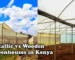 Metallic vs wooden greenhouses in Kenya