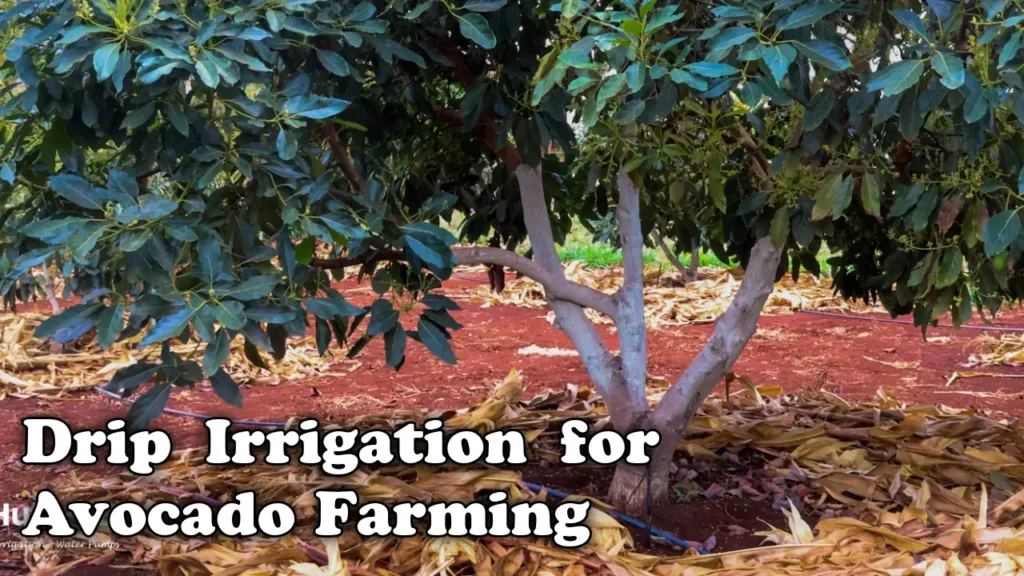 Drip Irrigation for Avocado Farming