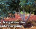 Drip Irrigation for Avocado Farming