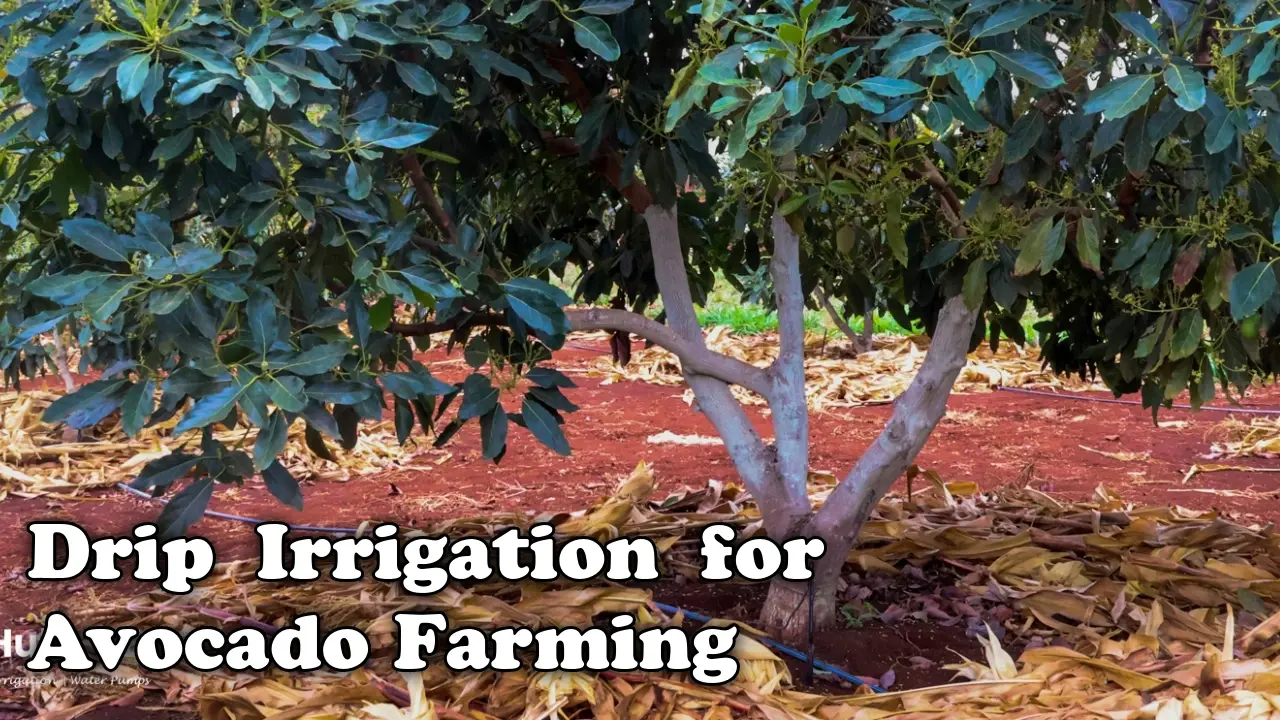 Drip Irrigation for Avocado Farming