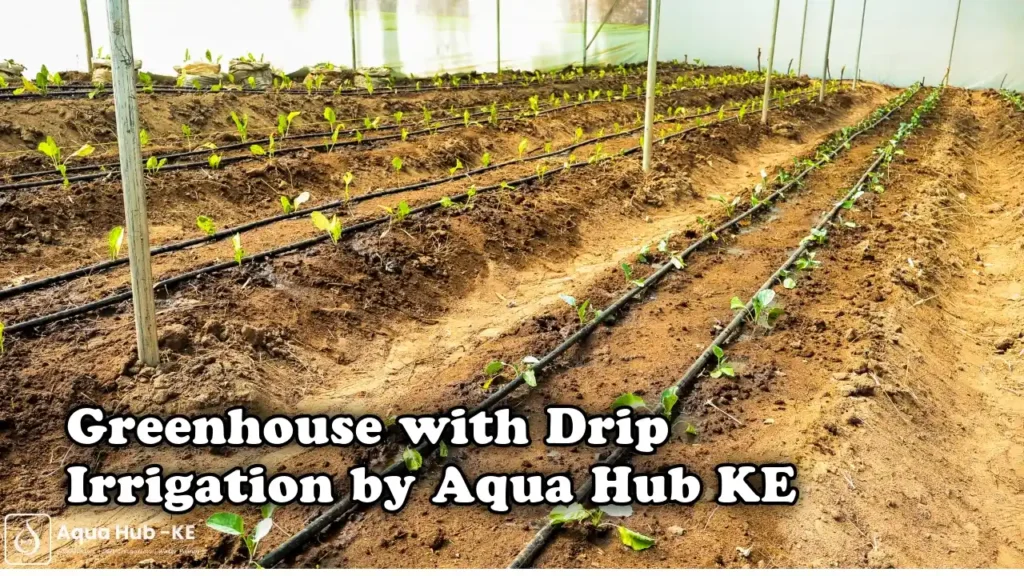 Greenhouse with drip irrigation by Aqua Hub Kenya