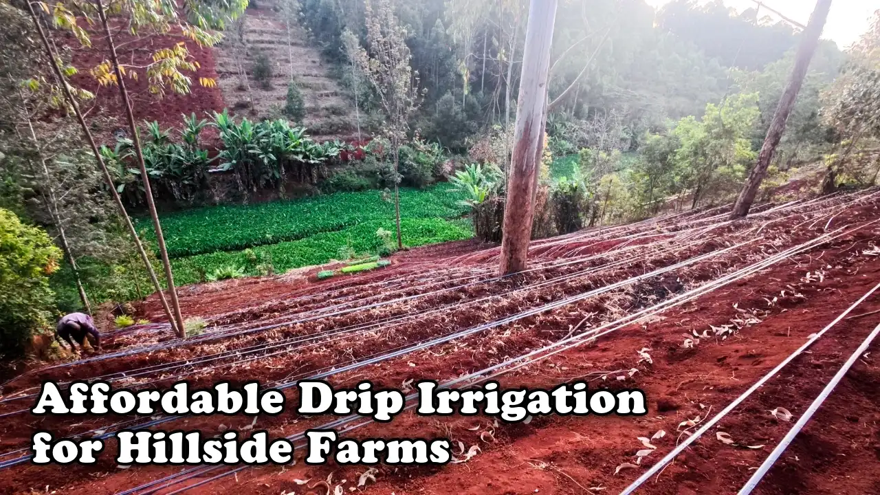 Affordable drip irrigation for hillside farms