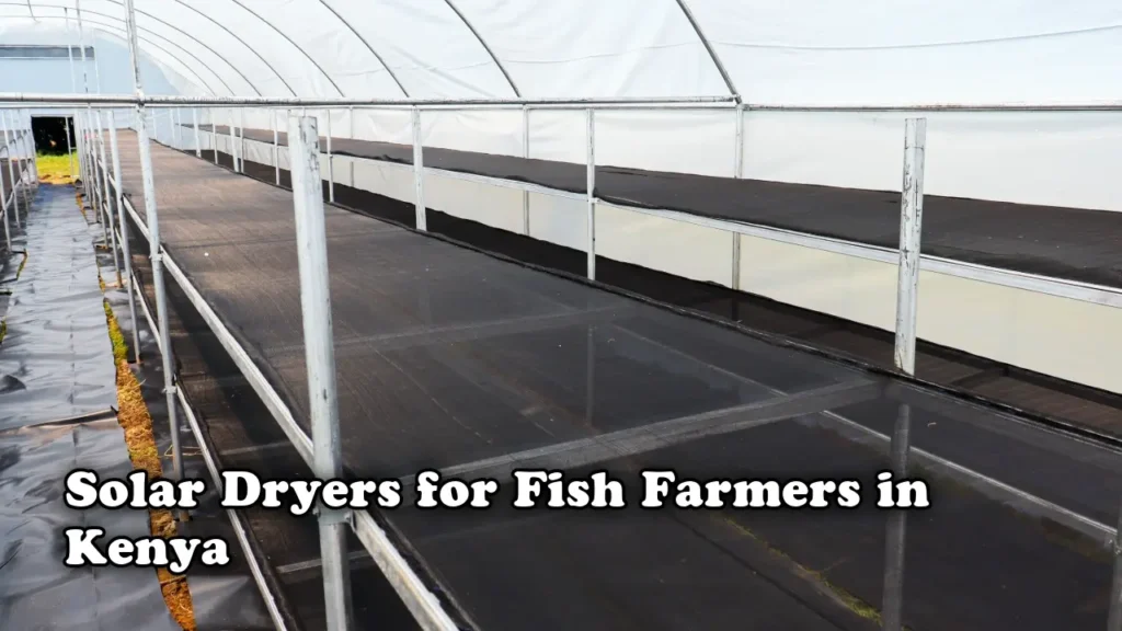 Solar Dryers for Fish Farmer in Kenya