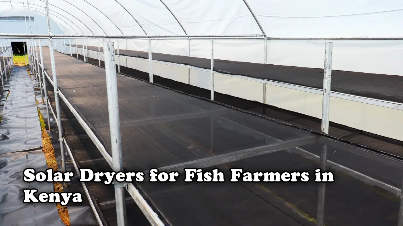 Solar Dryers for Fish Farmer in Kenya