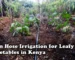 Rain hose irrigation for leafy vegetables in Kenya