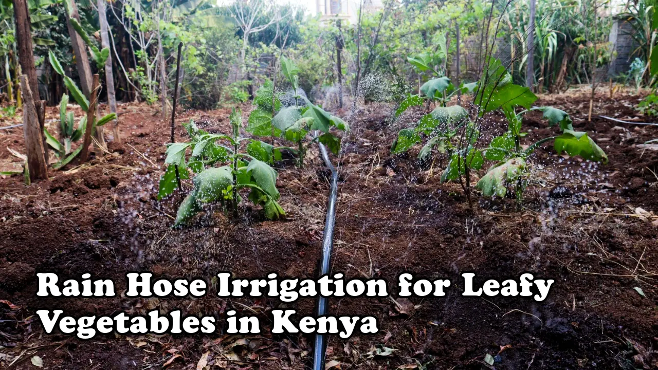Rain hose irrigation for leafy vegetables in Kenya