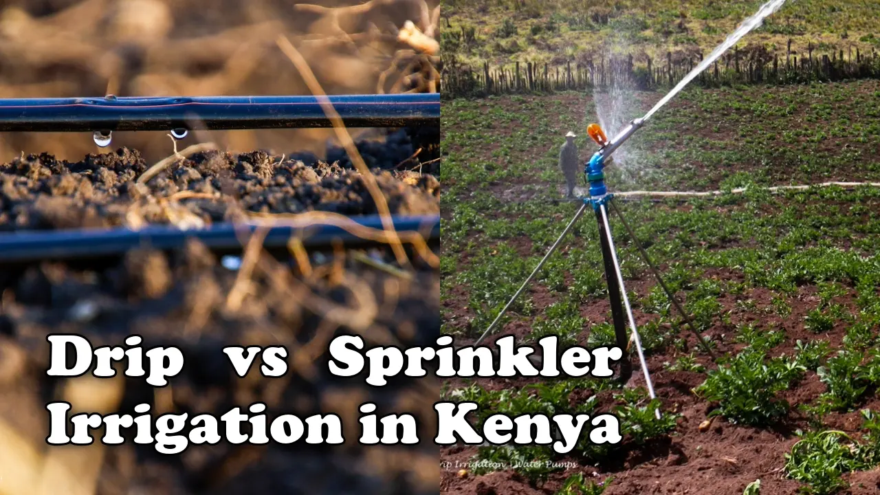 Drip vs Sprinkler Irrigation in Kenya