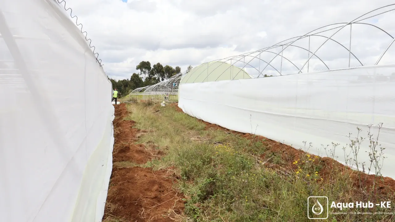 Pests protection by Aqua Hub Kenya for greenhouses