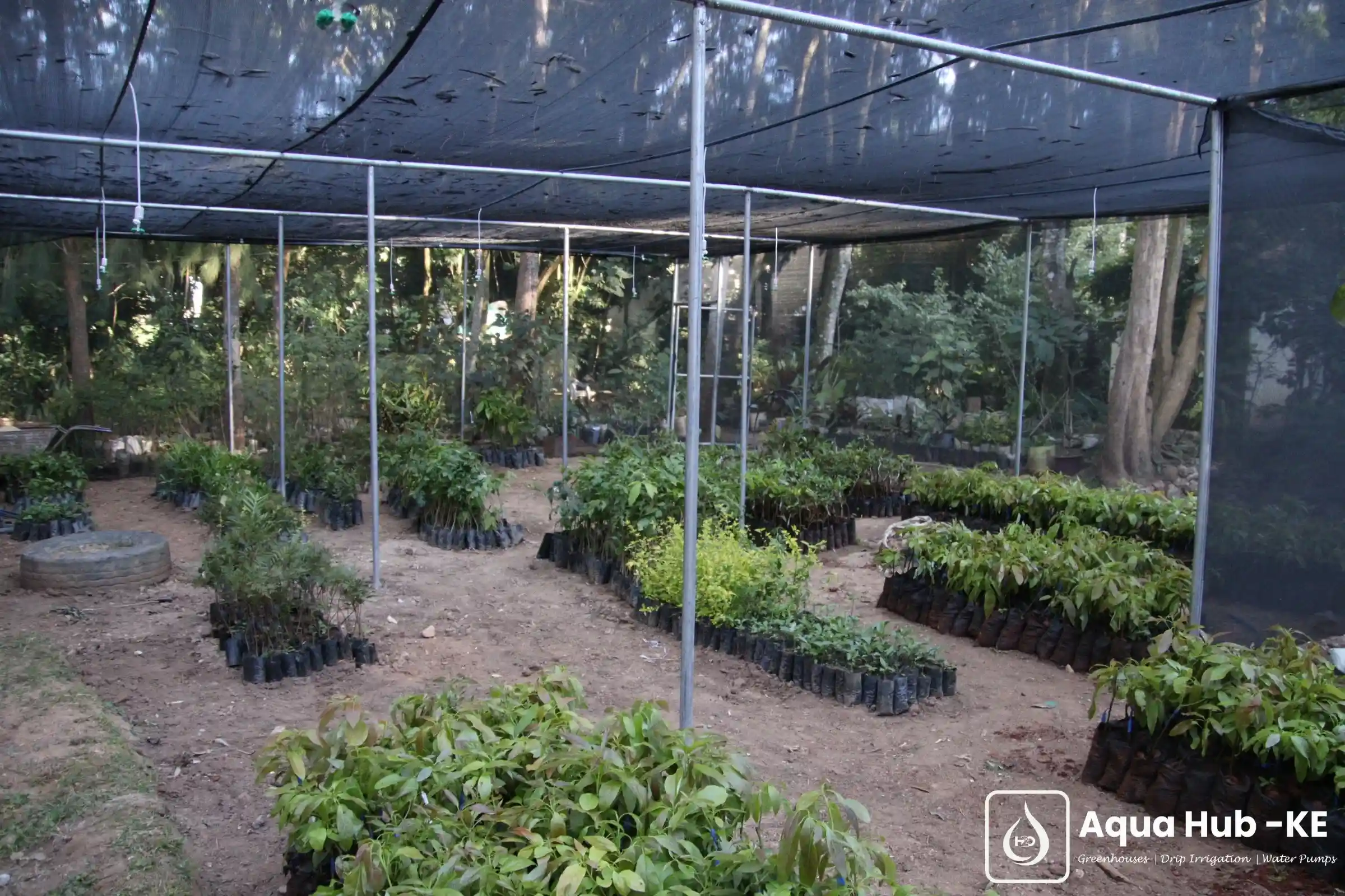 Shade nets for tree seedlings