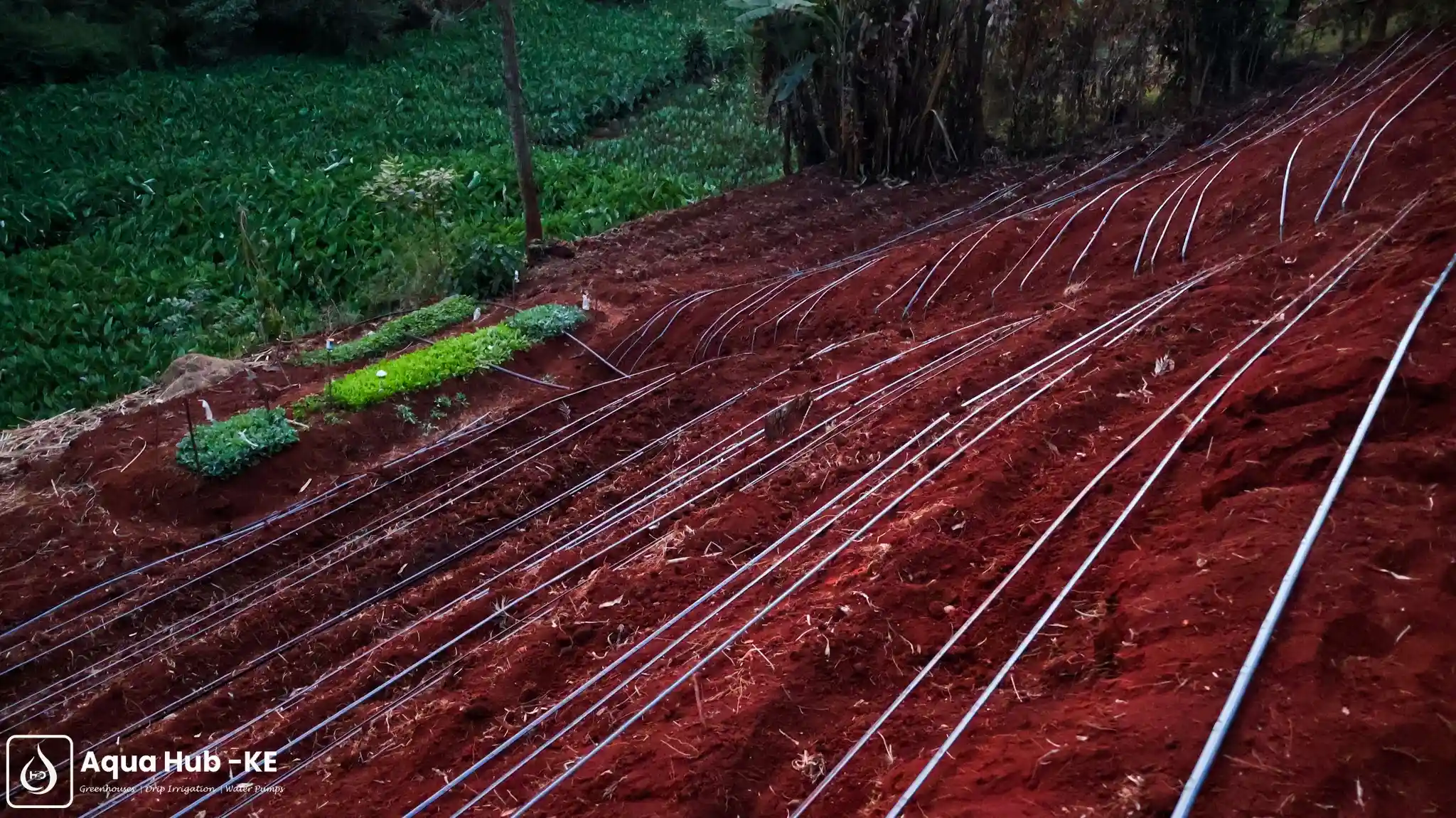 Gatanga Drip Kit system installation by Aqua Hub Kenya